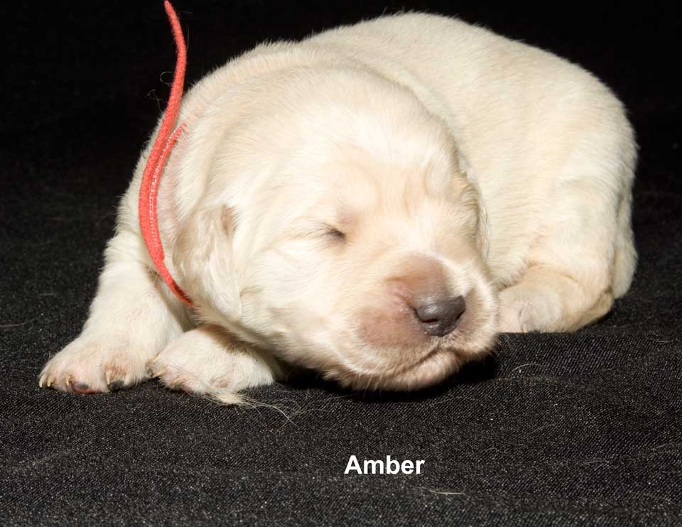 007 Amber 5931