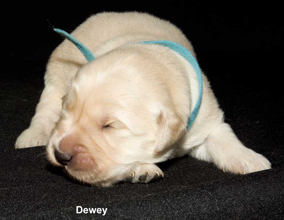 011 Dewey 5926