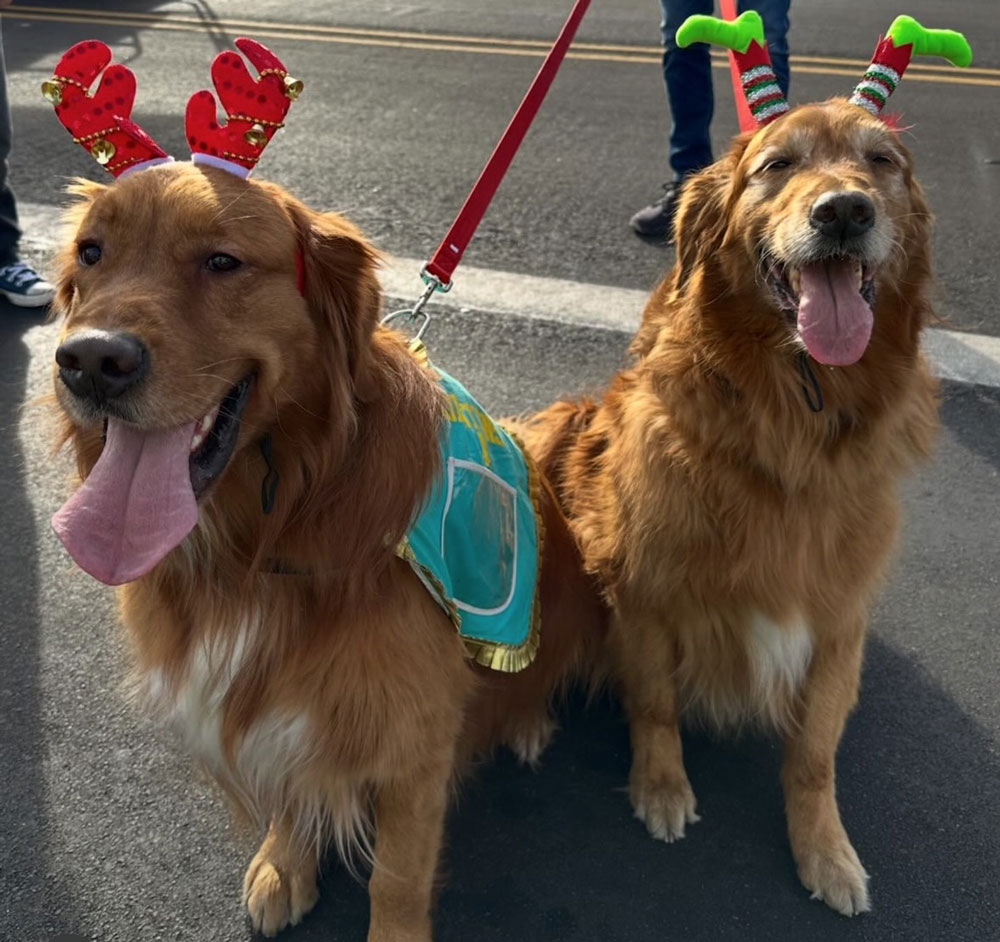 2 golden retrievers in parade