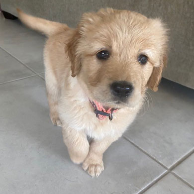 Home - Rescue a Golden of Arizona