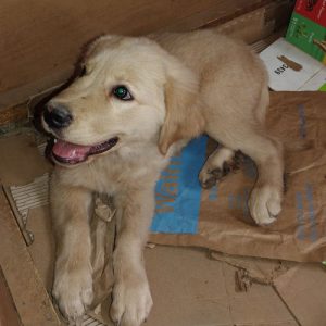 26 077 Sally