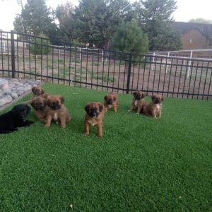 8 puppies