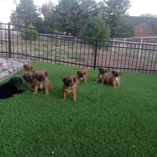 8 puppies