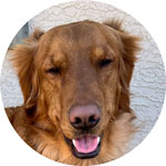 Biscuit Sin MARCH from fundraiser page
