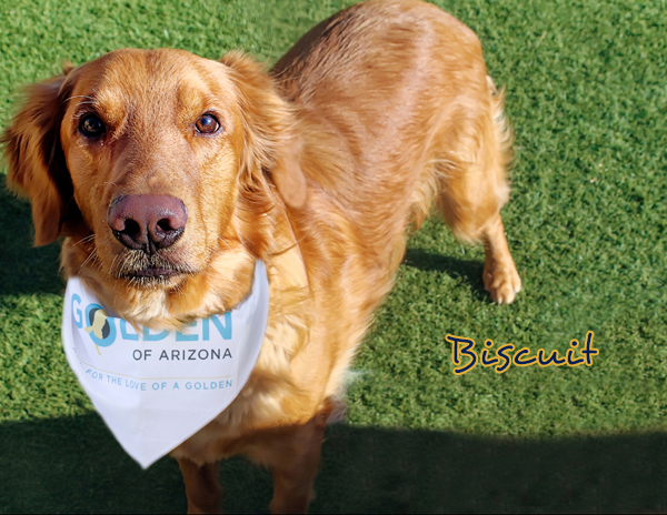 Biscuit 2239 bandana Lighten002
