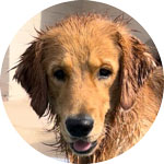 Bodi FEBRUARY from fundraiser page
