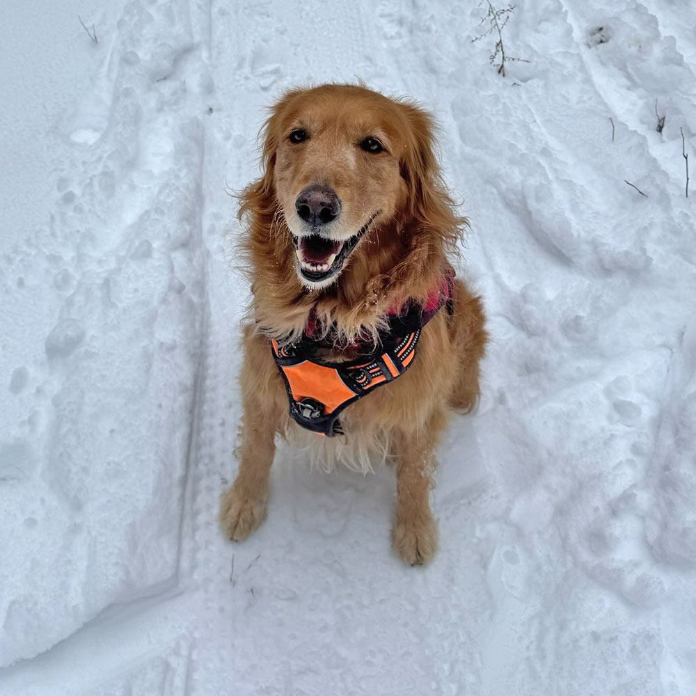 Boomer in snow
