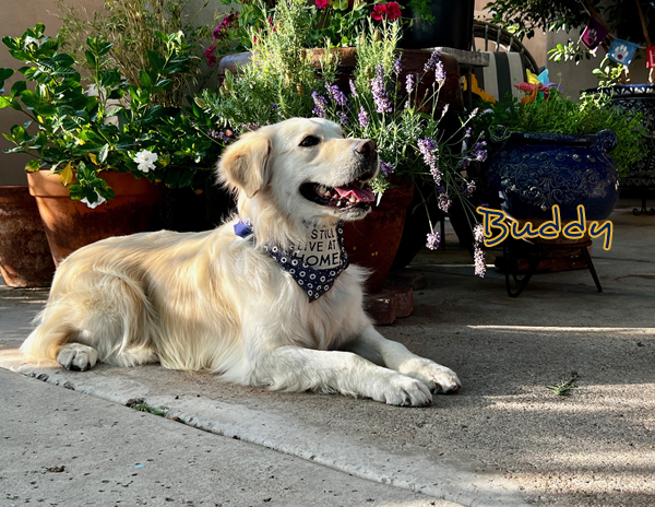 Buddy IMG 9407 Cropped008