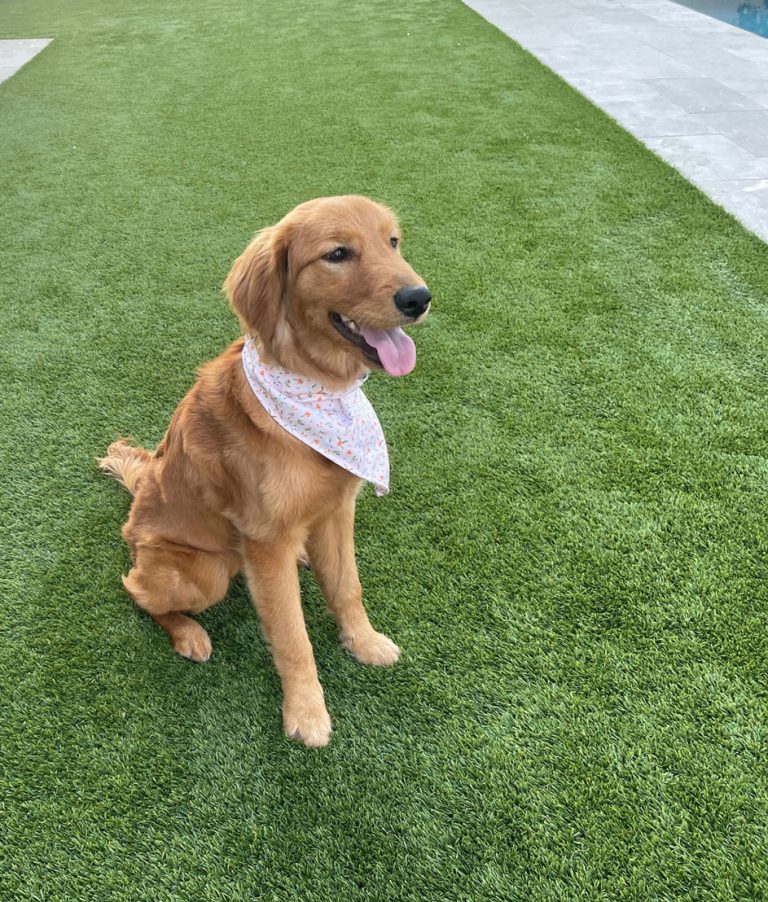 Welcome Our 4000th Rescued Golden Retriever Rescue A Golden Of Arizona   Charlotte Now Zoey2 768x902 