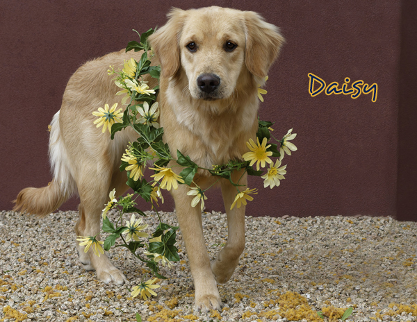 Daisy2365 Cropped005