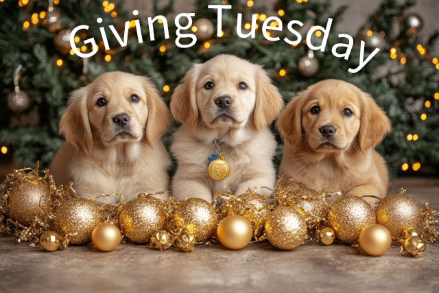 GR Gold Xmas balls giving tuesday