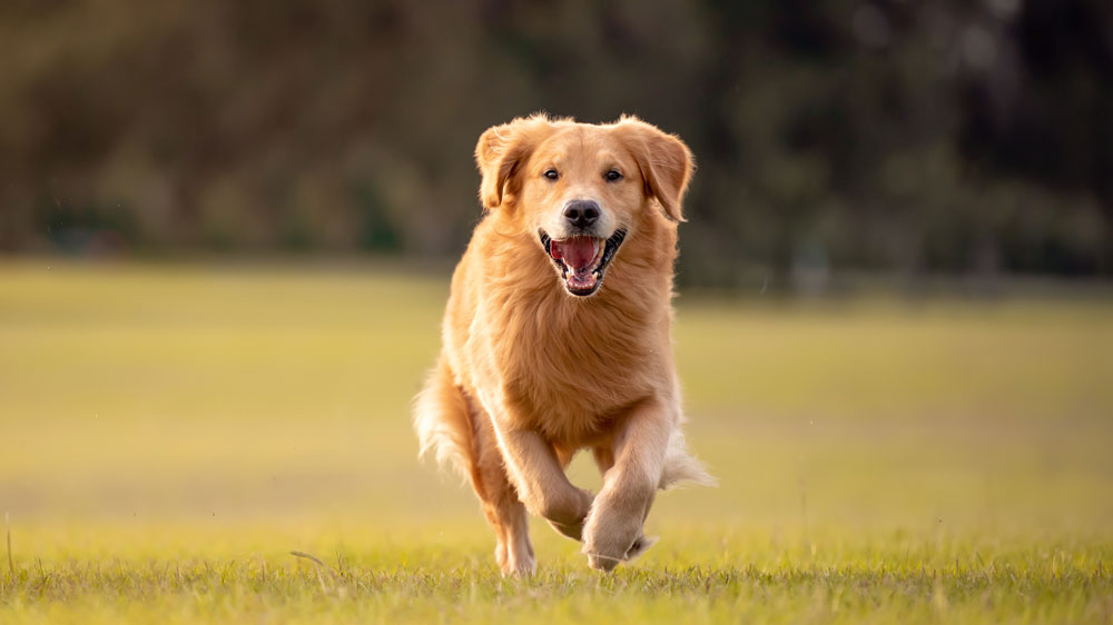 Golden running in field 
