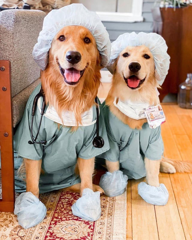 2 golden retrievers in surgical gear