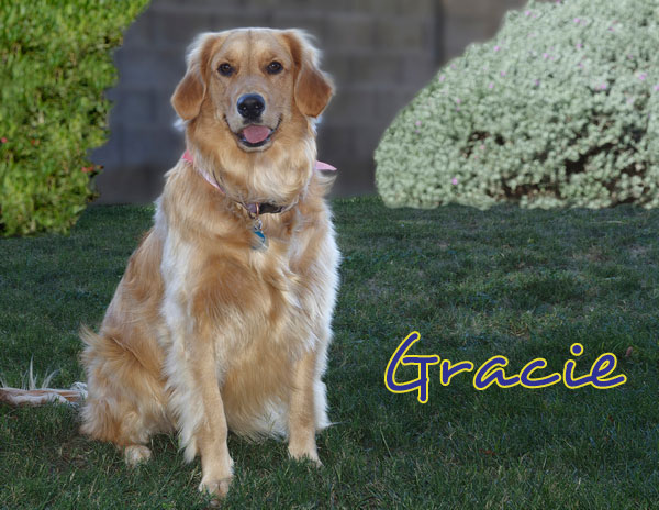 Gracie 3828 MOD F