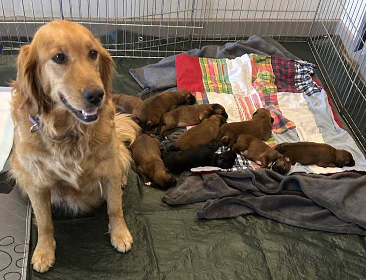 Kai and pups