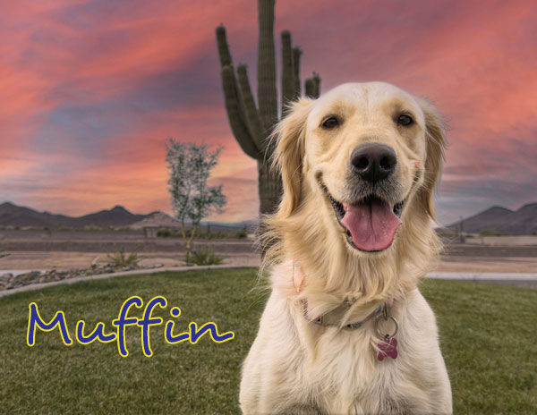 MUFFIN BIG sunset F