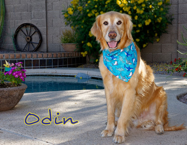 Odin 3546 DXO F