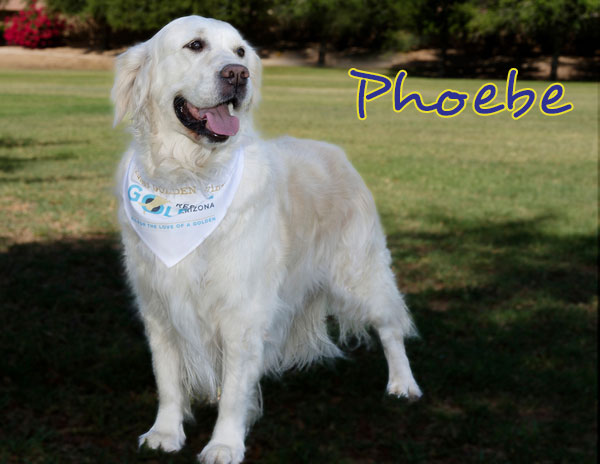 Phoebe 4262 F