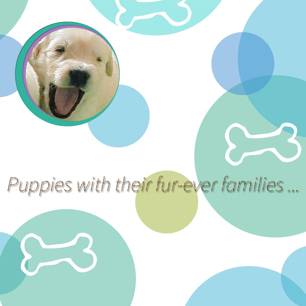 Puppies with families1
