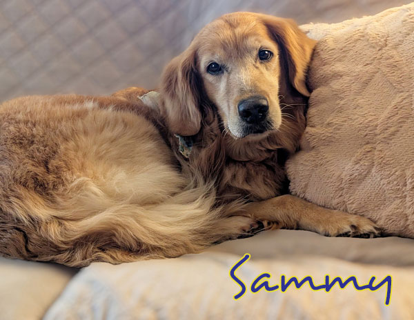 Sammycouch9 big F