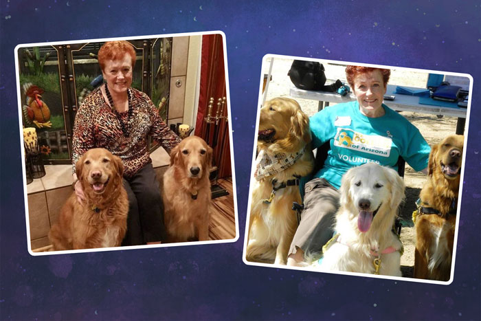 Scottie  & her golden retrievers