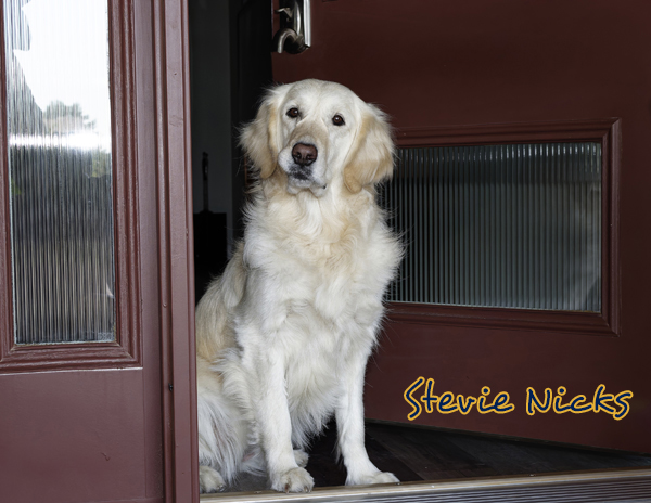 Stevie 2909 Cropped013