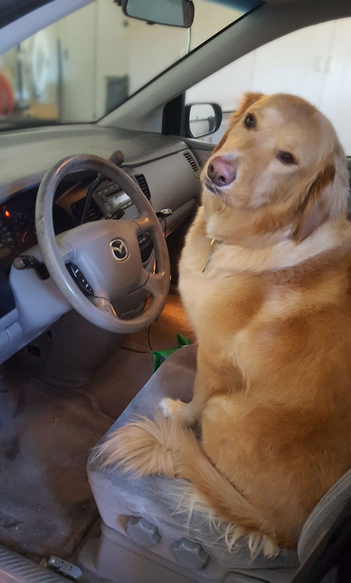 Golden Retriever in driver's seat of car