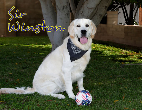 Winston 3682 F