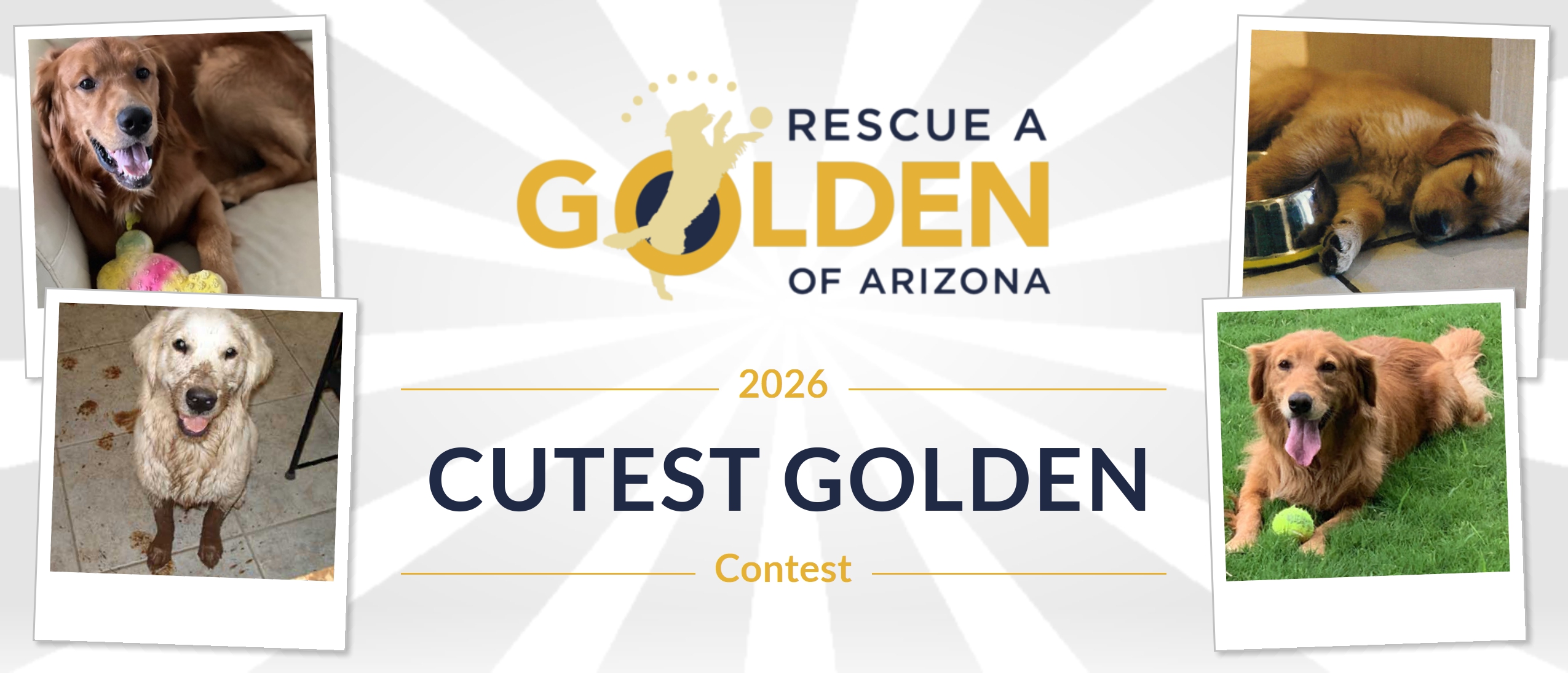 Cutest Golden Contest 2026 banner