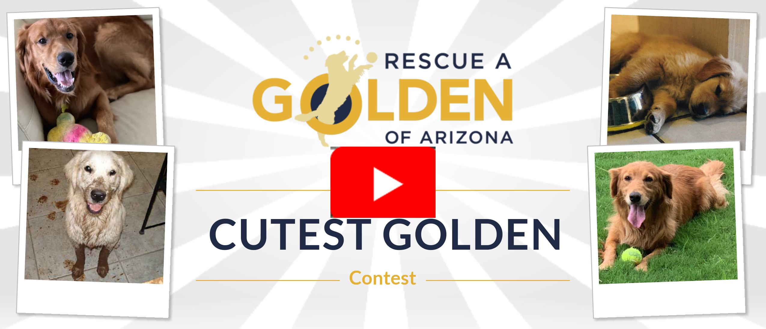 cutest golden contest 2026