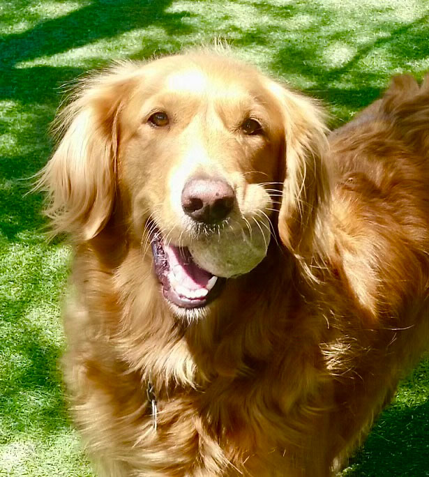golden retriever with ball