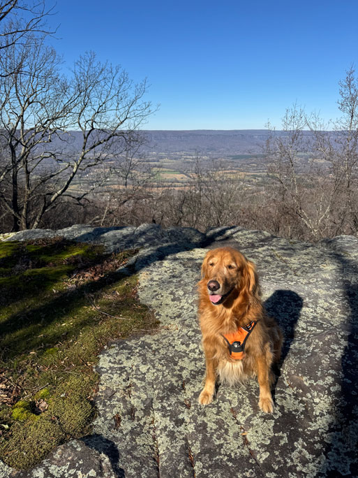 golden retriever