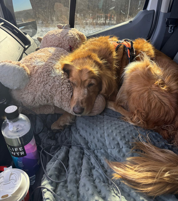 golden retriever in car