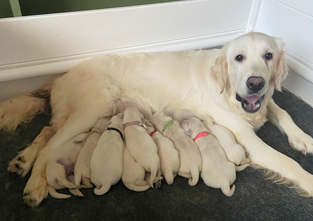 golden retriever with puppies