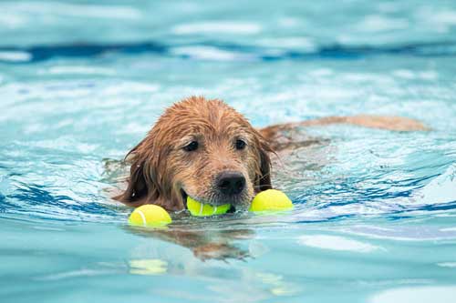 dog in pool with ball