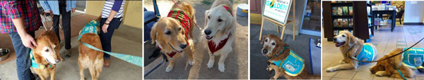 gift wrap goldens