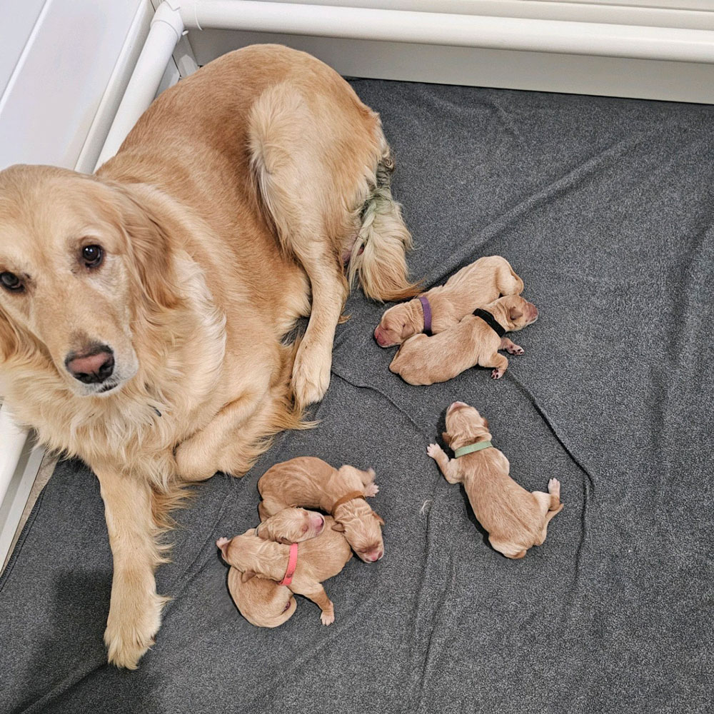 golden retriever with puppies