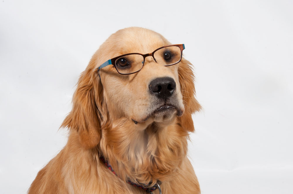 golden retriever wearing glasses