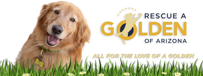 Rescue A Golden of Arizona logo