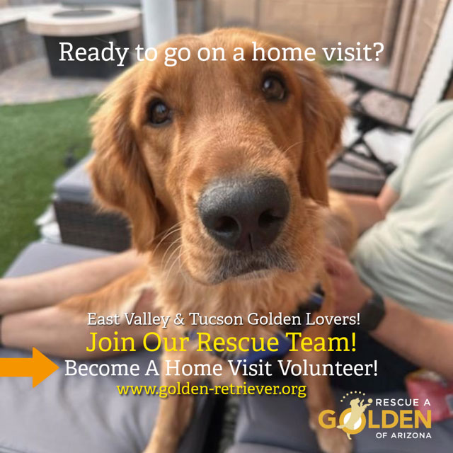 golden retriever on lap