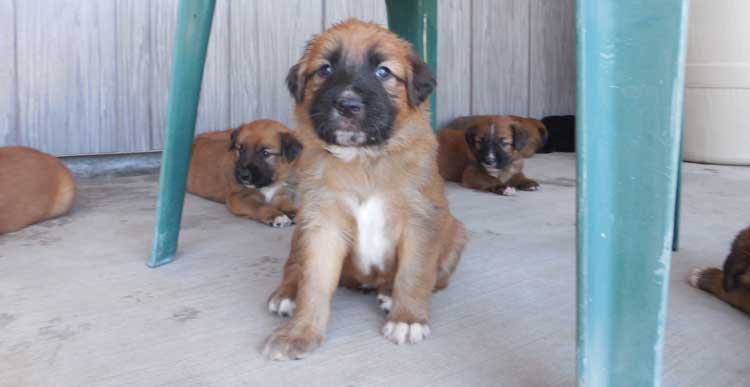 cute puppies under chair
