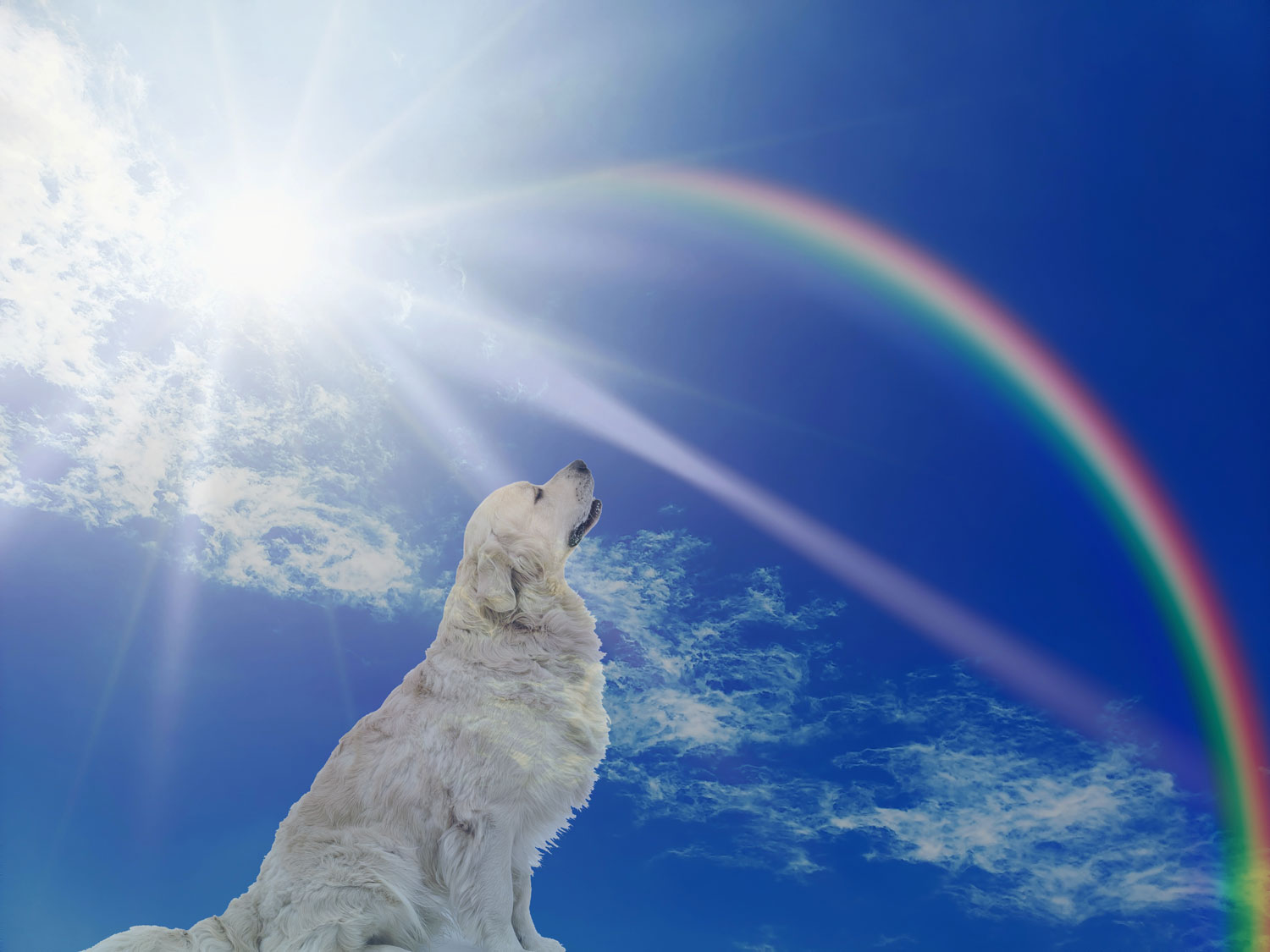 rainbow dog rainbow AdobeStock 306522229