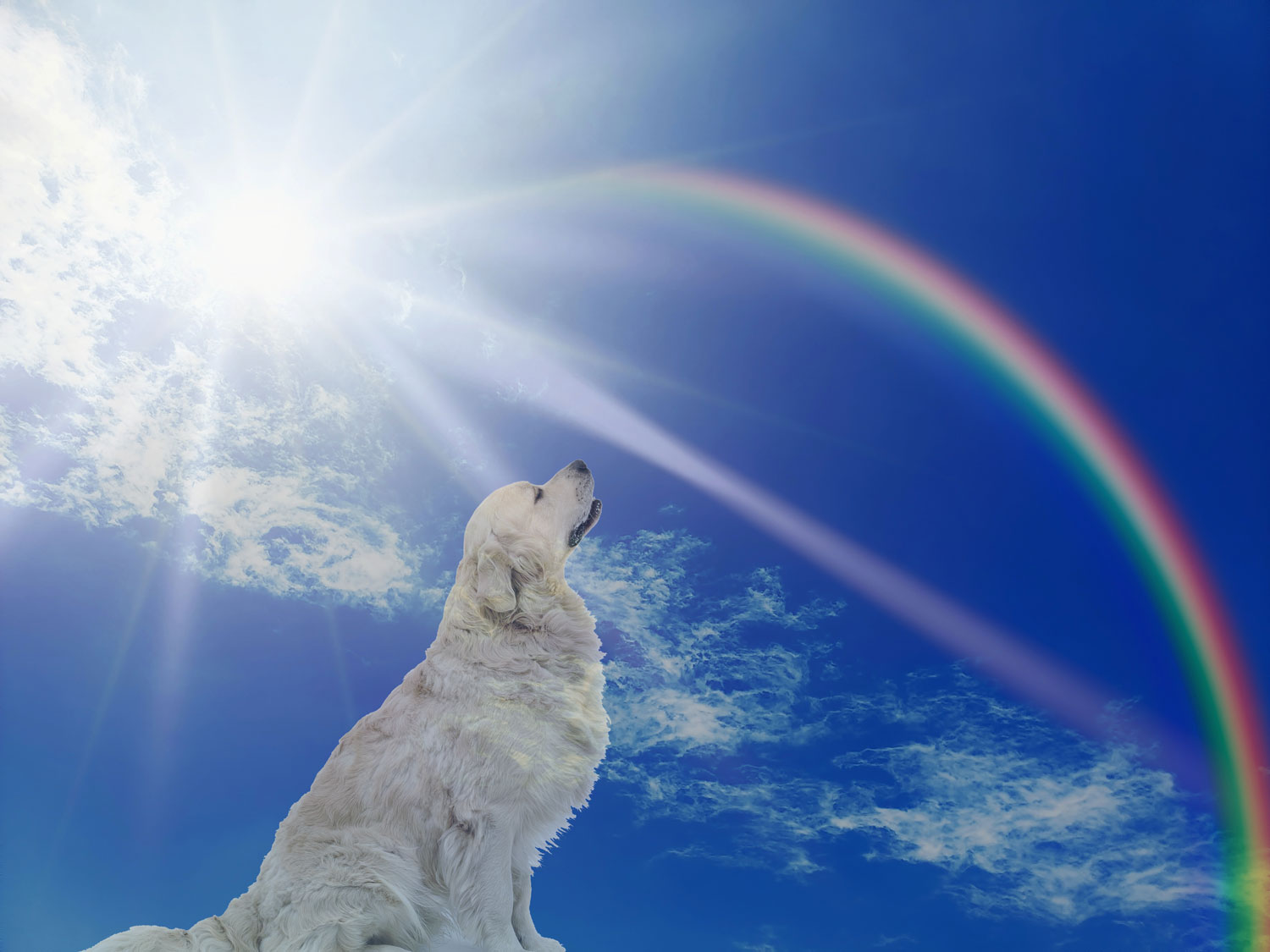 dog looking at rainbow