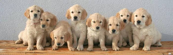 row of golden puppies AdobeStock 241544015 700px