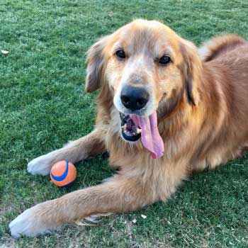 21 021 Golden now Teddy 1 medium IMG 2753