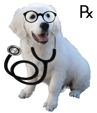 cream pup no collar glasses stethoscope rx
