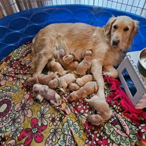 24 047 Ella and puppies