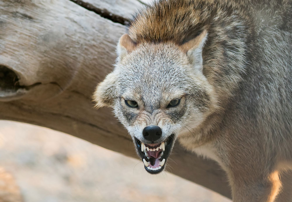 snarling jackal