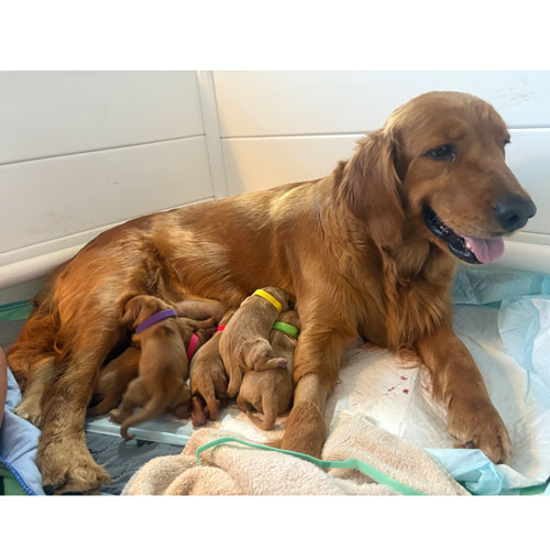25 013 Poppy and puppies