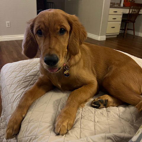 25 033 Poppy Pink now Mara